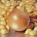 Цибуля ріпчаста (сіянка) Стурон, 1 кг