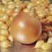 Цибуля ріпчаста (сіянка) Стурон, 0.5 кг