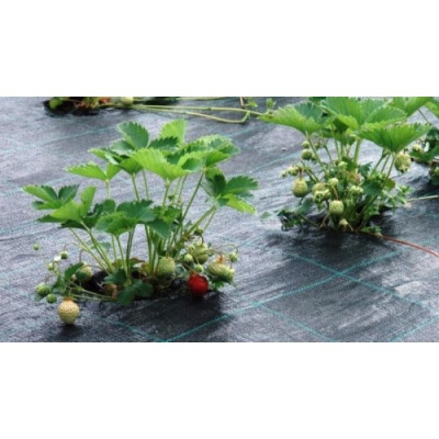 Агротканина чорна Agrojutex, щільність 100г/м.кв, розмір 1,80х200 м.