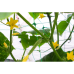 Сітка шпалерна Plant Net зелена 2x10 м, (вічко 15х17 см)