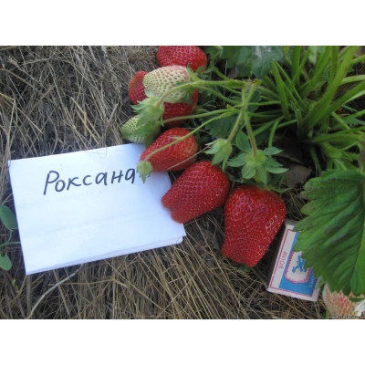 Роксана