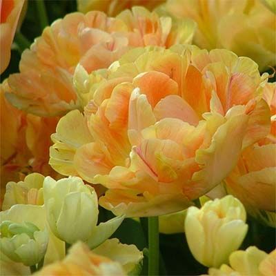 Тюльпан Charming Beauty