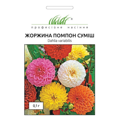 Жоржини Помпон (Фасовка: 0,1 г; Колір: суміш)