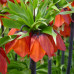 Рябчик Imperialis Rubra