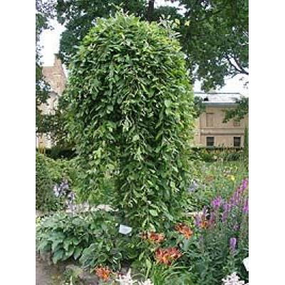 Верба Козяча Кілмарнок Па 120 (Kilmarnock Pa 120)