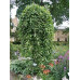 Верба Козяча Кілмарнок Па 120 (Kilmarnock Pa 120)