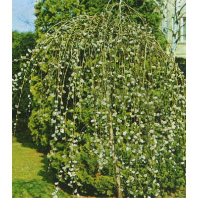 Верба Козяча Кілмарнок Па 120 (Kilmarnock Pa 120)