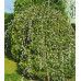 Верба Козяча Кілмарнок Па 120 (Kilmarnock Pa 120)