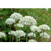 Nigrum Multibulbosum