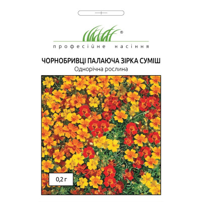 Чорнобривці Палаюча зірка