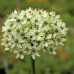 Nigrum Multibulbosum