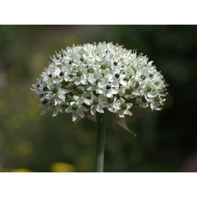 Nigrum Multibulbosum
